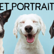 Pet Portraits