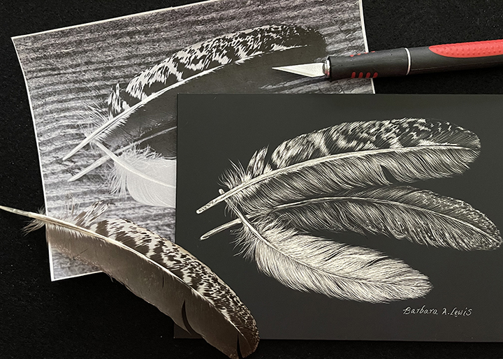 Scratchboard - feather