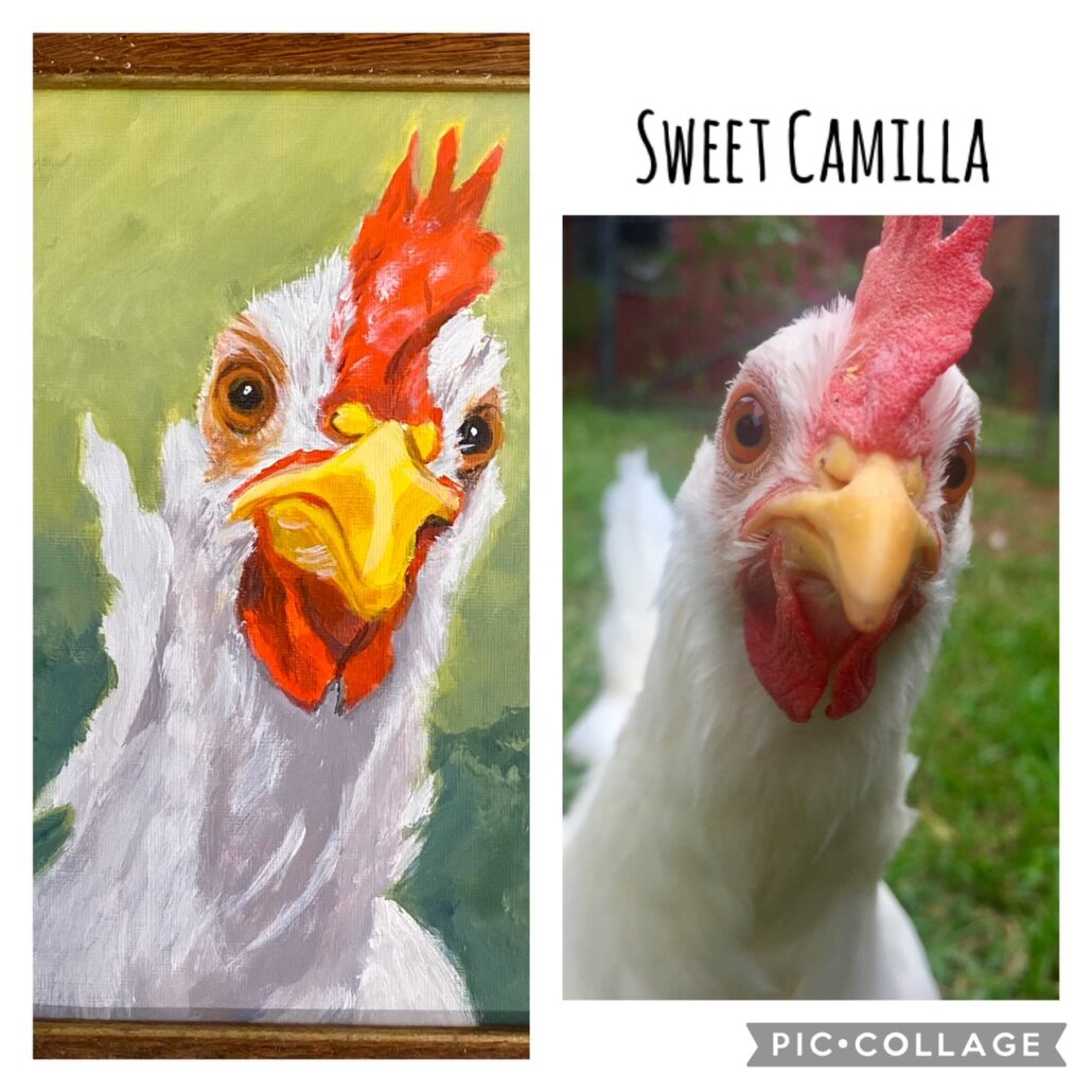 Chicken pet portrait